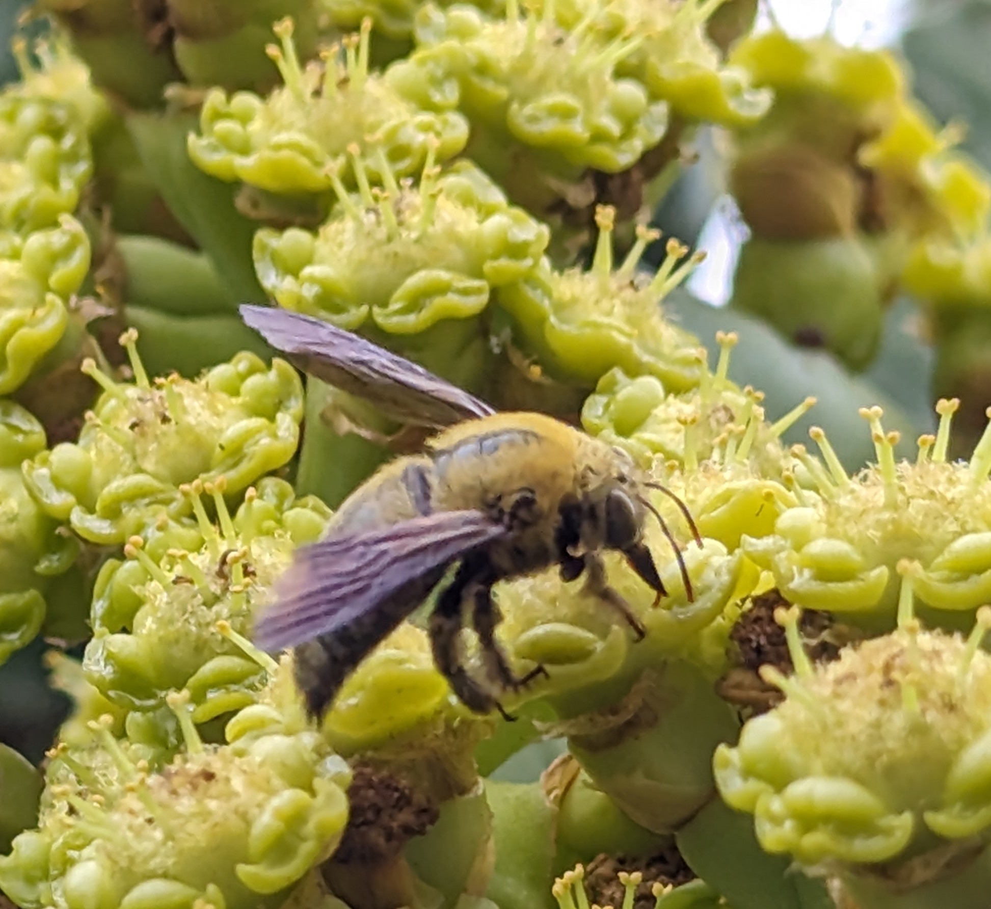 Xylocopa pubescens