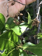 Quercus sinuata breviloba