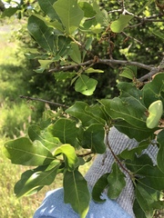 Quercus sinuata breviloba