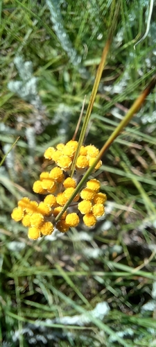 Image of Helichrysum auronitens by (c) Adele SL, some rights reserved (CC BY)