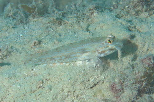 Largetooth goby (Macrodontogobius wilburi) — Gobiidae — 2