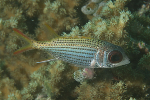 Blackfin squirrelfish (Neoniphon argenteus) — Holocentridae — 4