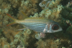 Blackfin Squirrelfish photo 2