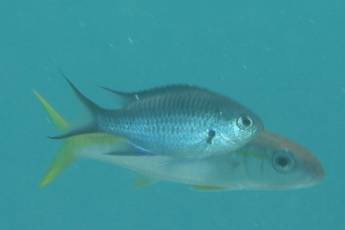 Neopomacentrus metallicus observed 2024-02-14