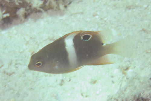 Deep reef chromis (Chrysiptera biocellata) — Pomacentridae — 4
