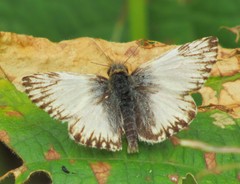 Heliopetes omrina