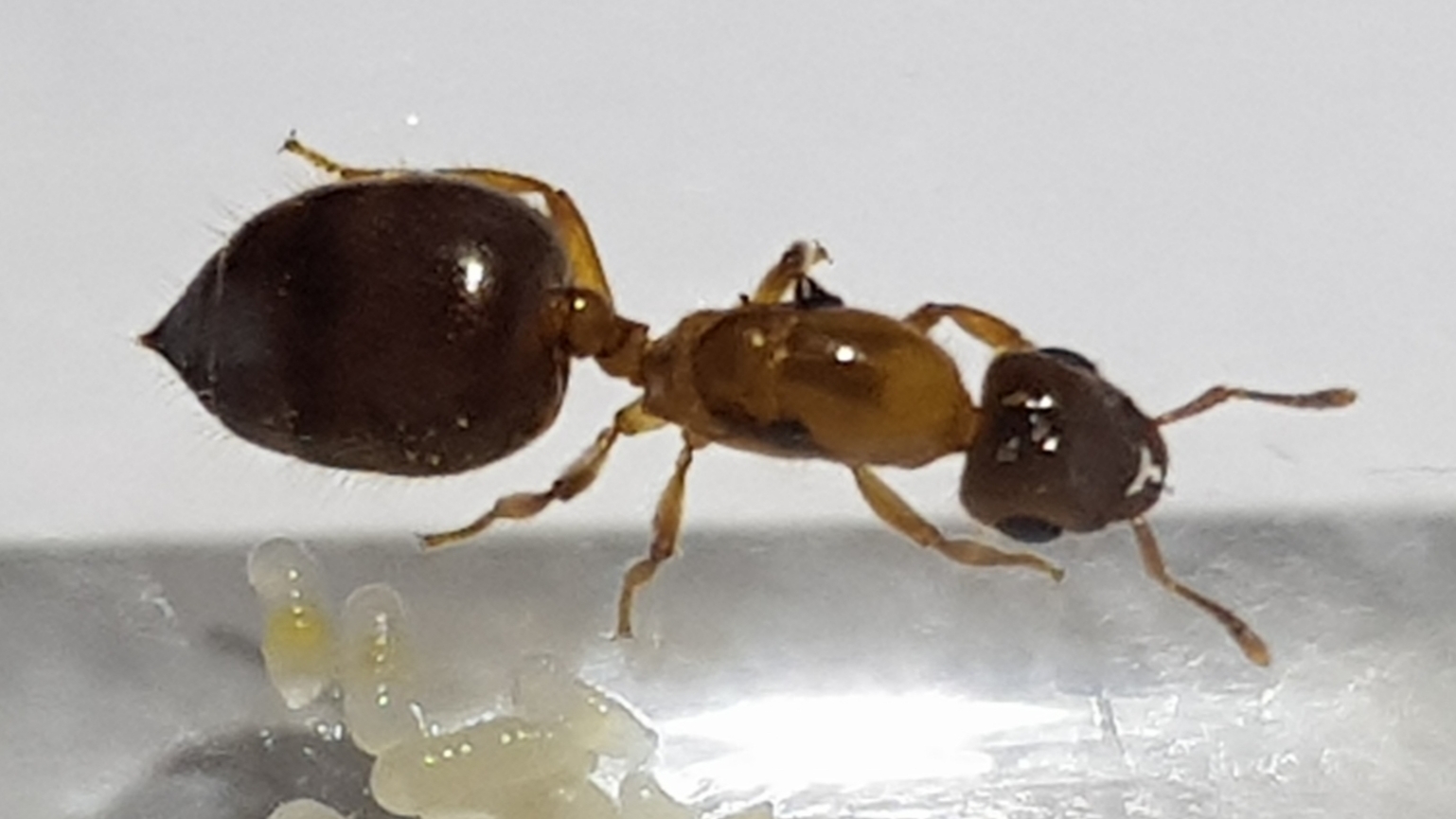 Crematogaster carinata