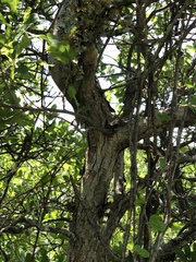 Quercus sinuata breviloba