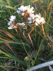 Cochlearia officinalis