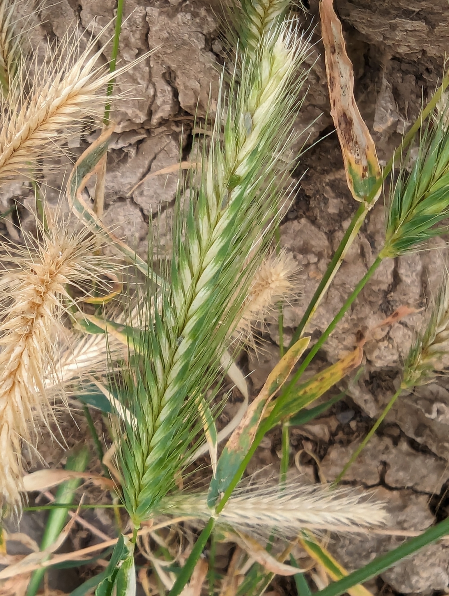 Cebadilla ratonera