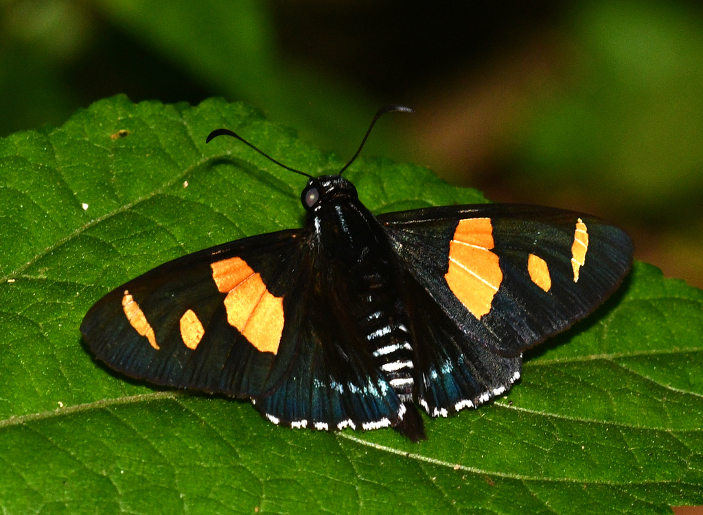 Yellow-barred Skipper