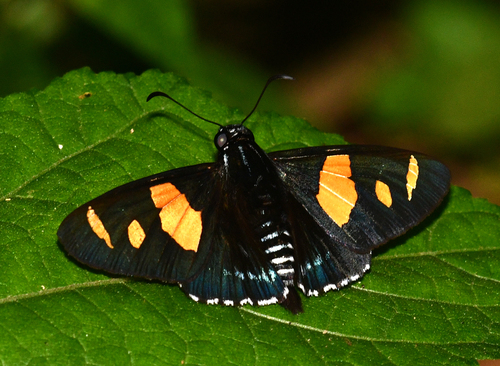 Yellow-barred Skipper