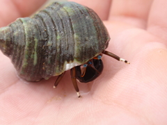 Calcinus laevimanus