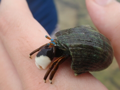 Calcinus laevimanus