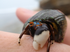 Calcinus laevimanus