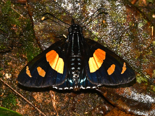Mimoniades ocyalus