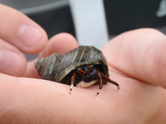 Calcinus laevimanus