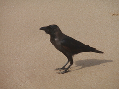 Corvus splendens