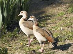 Alopochen aegyptiaca