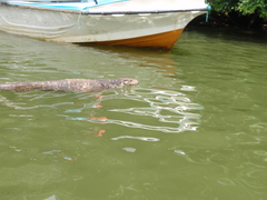 Varanus salvator salvator