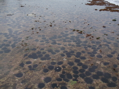 Stomopneustes variolaris