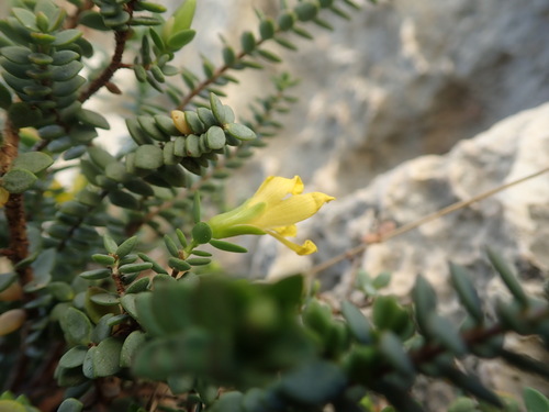 Image of Hypericum aegypticum by (c) Daniel Cahen, some rights reserved (CC BY)