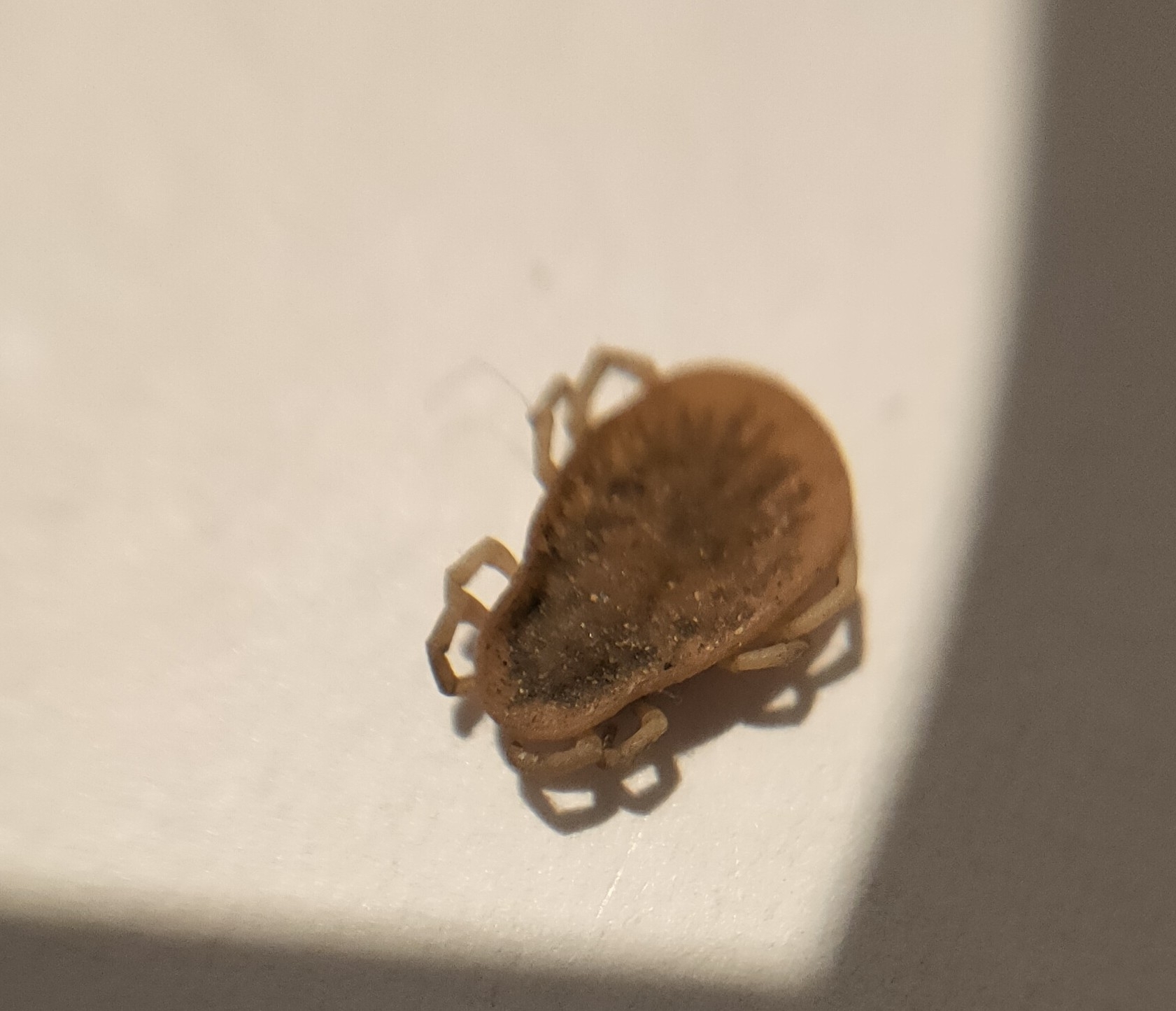 Argas reflexus Fabricius, 1794