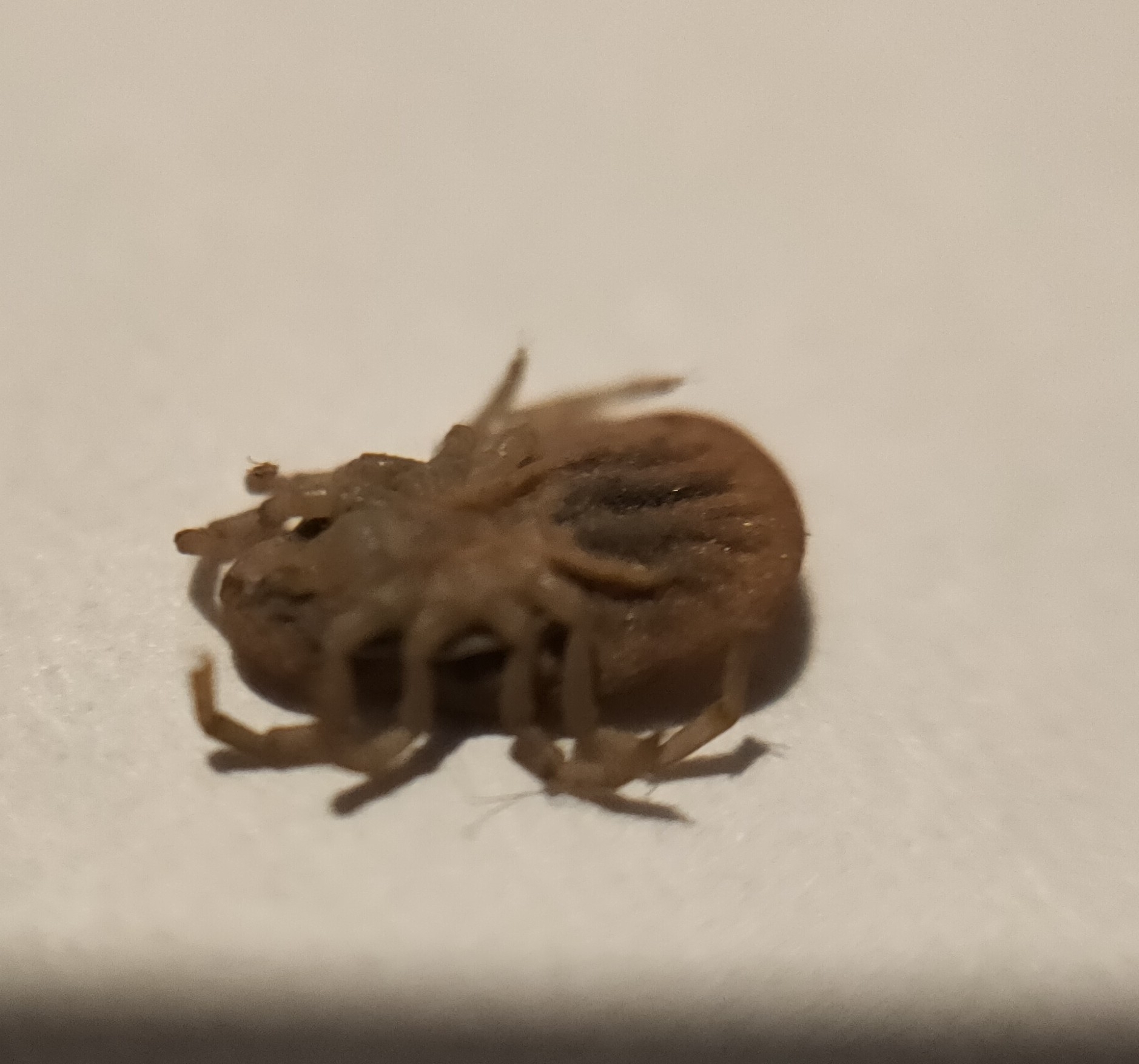 Argas reflexus Fabricius, 1794