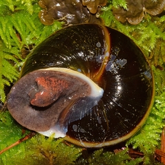 Monadenia infumata callidina