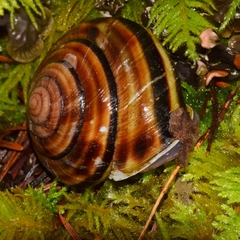 Monadenia infumata callidina