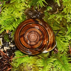 Monadenia infumata callidina