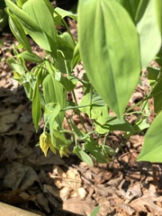 Uvularia