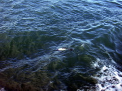 Cephalorhynchus commersonii