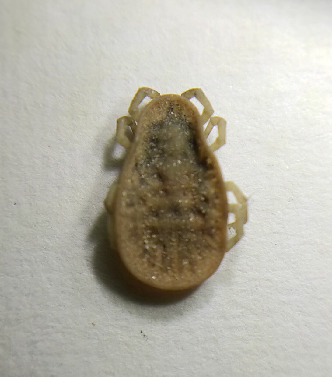 Argas reflexus Fabricius, 1794