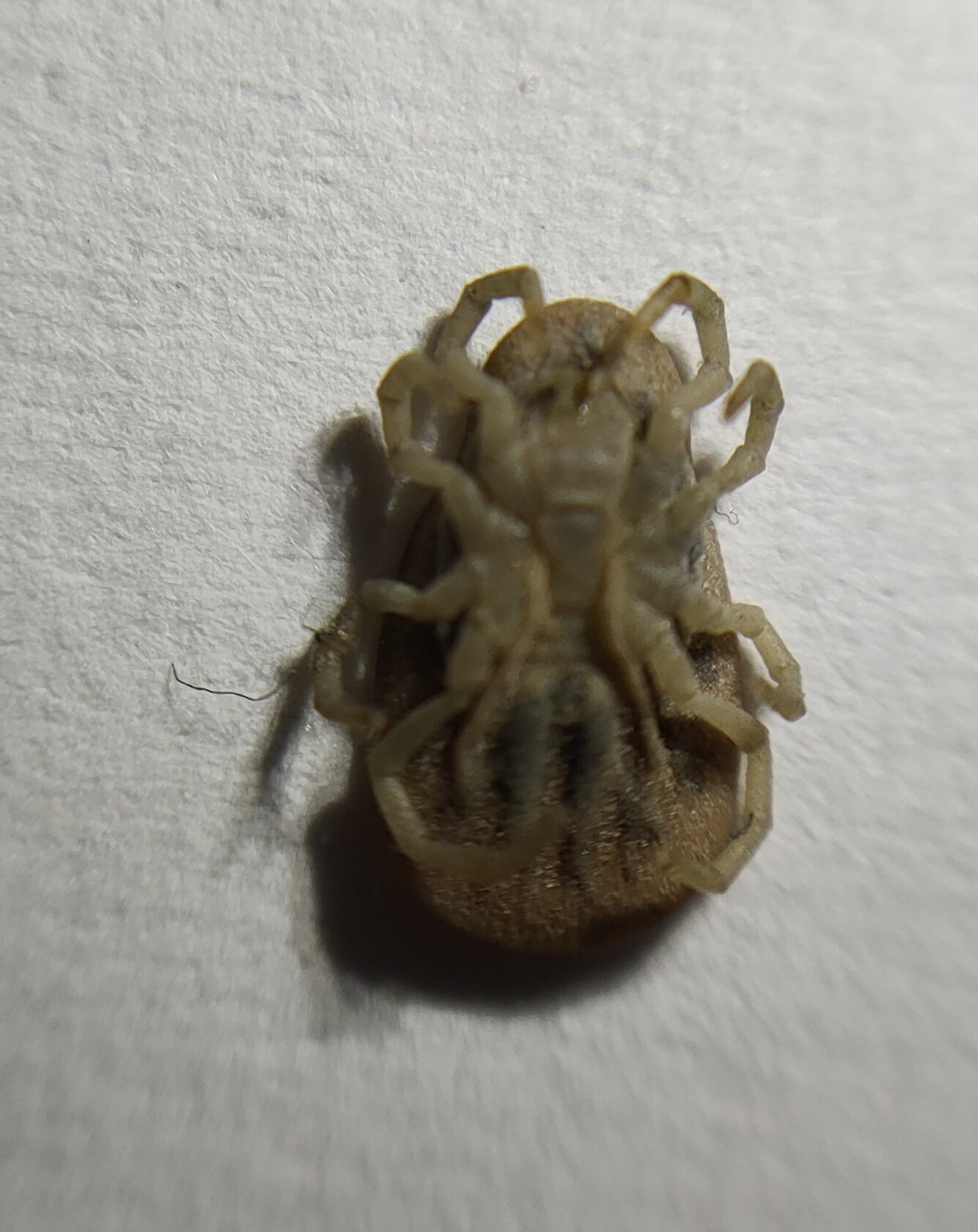 Argas reflexus Fabricius, 1794