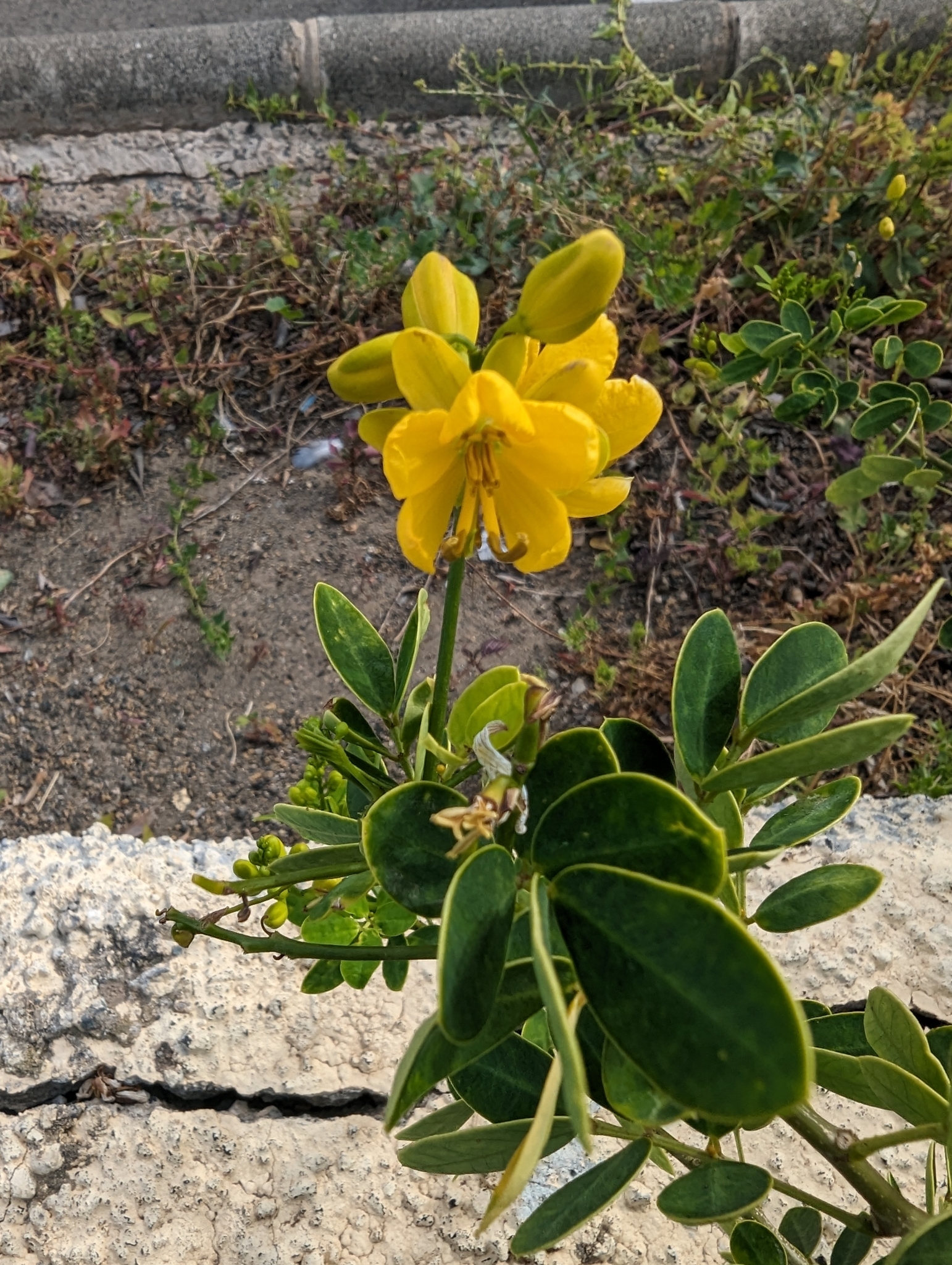 Imagem de Cássia-dos-brejos