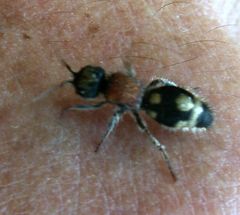 Ronisia brutia minoensis