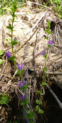 Triodanis image