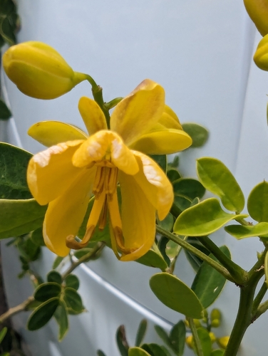 Foto de Cássia-dos-brejos