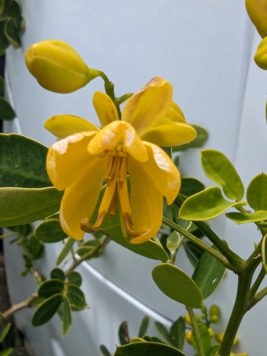 Foto de Cássia-dos-brejos
