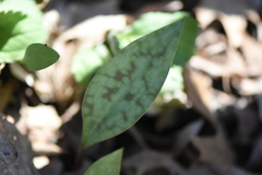 Erythronium americanum