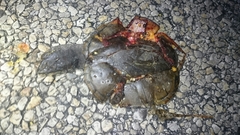 Kinosternon subrubrum hippocrepis