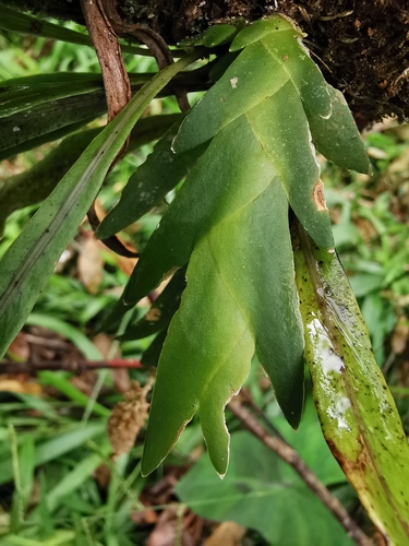 Oberonia disticha