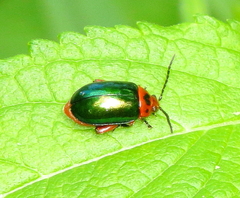 Kuschelina gibbitarsa