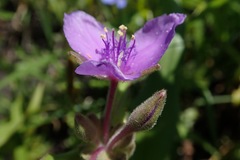 Tradescantia occidentalis