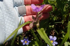 Tradescantia occidentalis