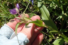 Tradescantia occidentalis