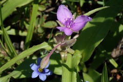 Tradescantia occidentalis