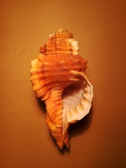 Ranularia testudinaria