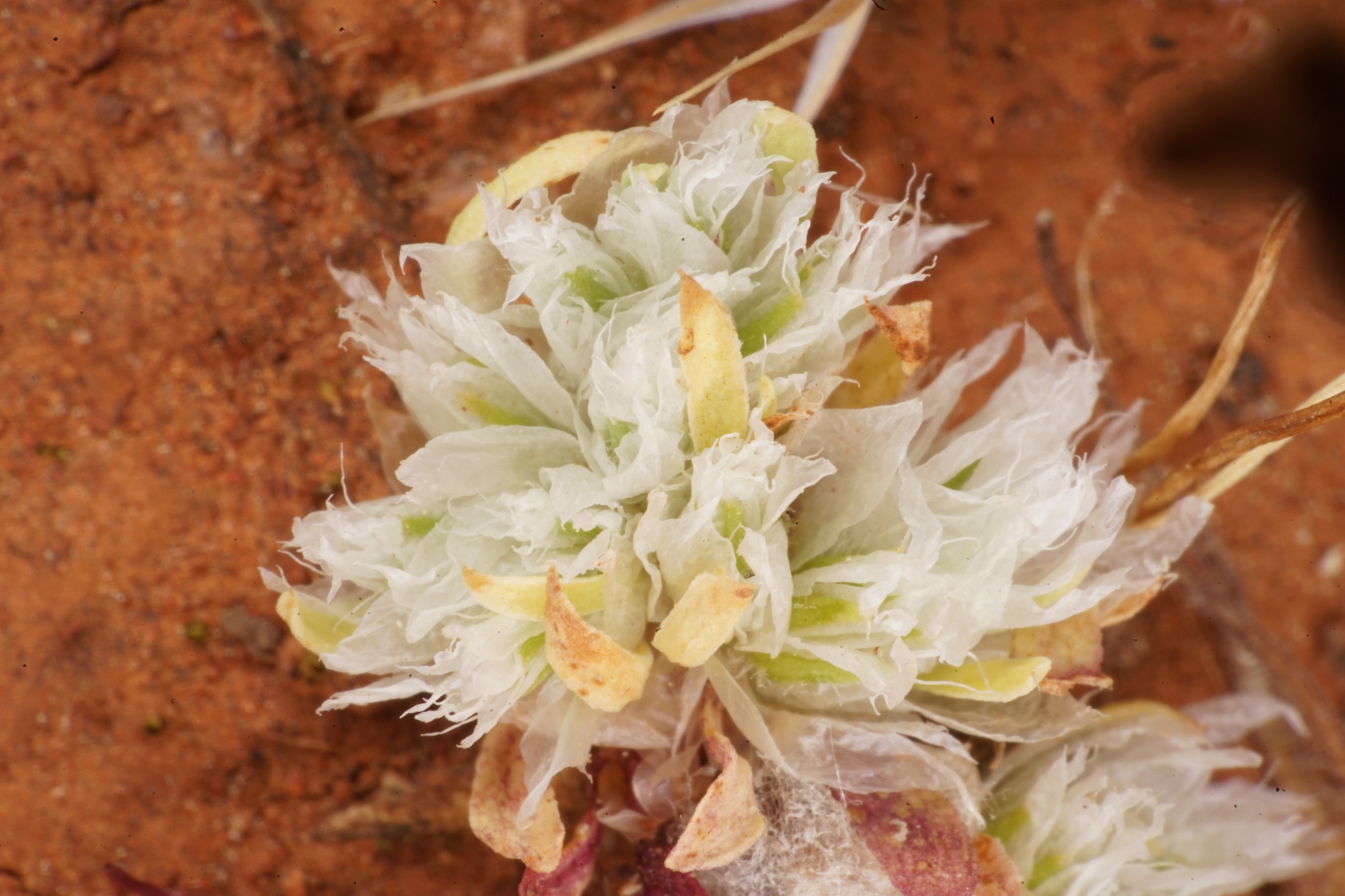 Paronychia ahartii
